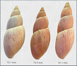 Euglandina rosea (Férussac, 1821) Rosy Wolfsnail - Very Large Specimens