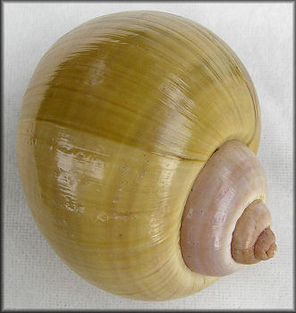 Pomacea maculata Perry, 1810