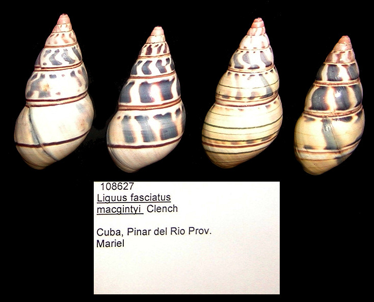 Liguus fasciatus macgintyi Clench, 1934 Paratypes