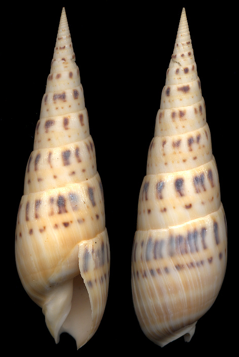 Oxymeris maculata Linnaeus, 1758