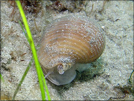 Tonna galea (Linnaeus, 1758) Giant Tun Juvenile In Situ