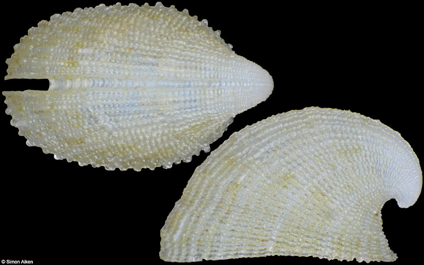 Emarginula maculata A. Adams, 1863