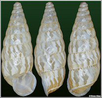 Macroceramus canimarensis (L. Pfeiffer, 1839)