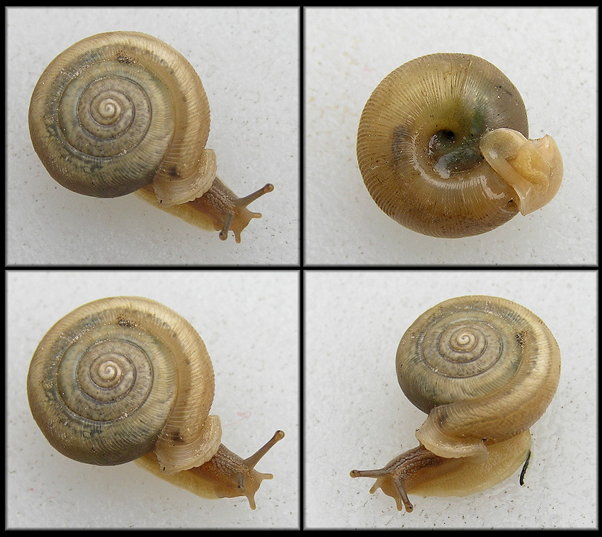 Daedalochila auriculata (Say, 1818) From Near Munsilna McGundo House, Fort George Island, Duval County, Florida