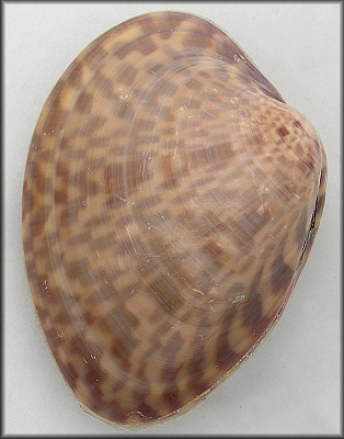 Megapitaria maculata (Linnaeus, 1758) Calico Clam