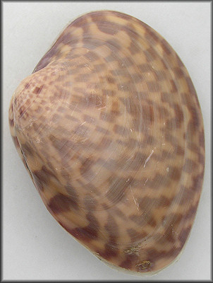 Megapitaria maculata (Linnaeus, 1758) Calico Clam