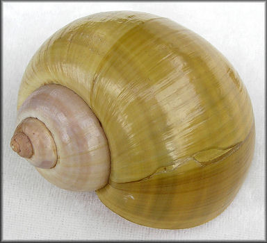 Pomacea maculata Perry, 1810