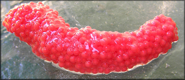 Pomacea canaliculata (Lamarck, 1822) Parent With Egg Clutch