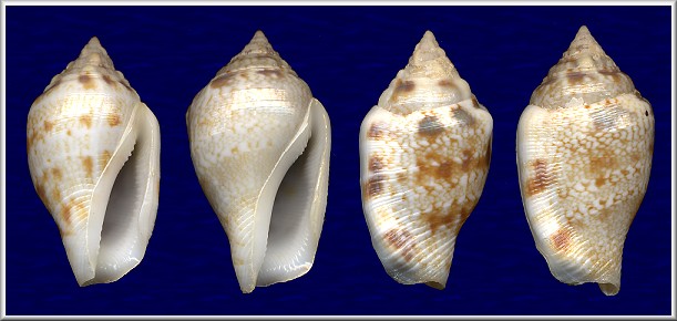 Canarium maculatum (G. B. Sowerby II, 1842)