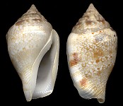 Canarium maculatum (G. B. Sowerby II, 1842)