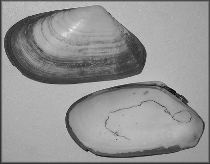 Macoploma pulleyi Boyer, 1969