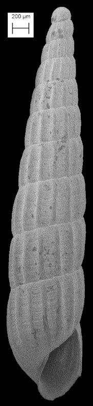 Turbonilla (Pyrgiscus) maestratii Pimenta and Absalo, 2004