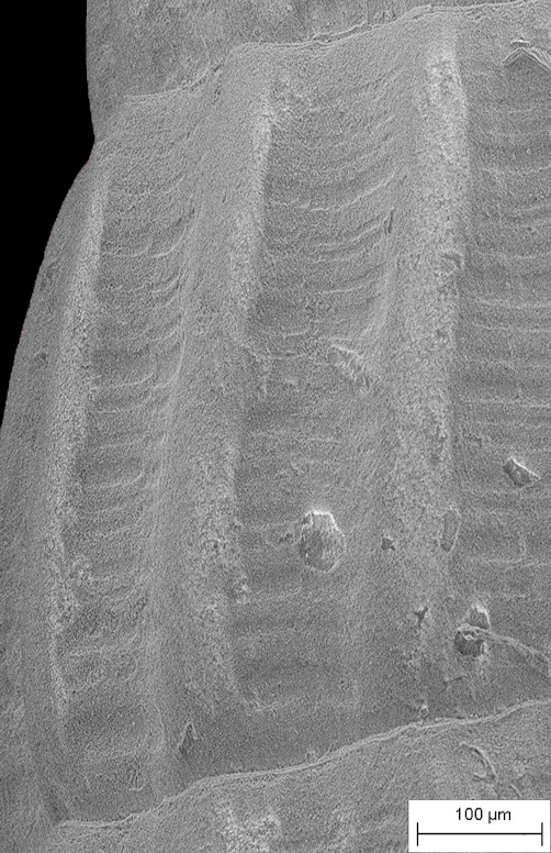 Turbonilla (Pyrgiscus) maestratii Pimenta and Absalo, 2004