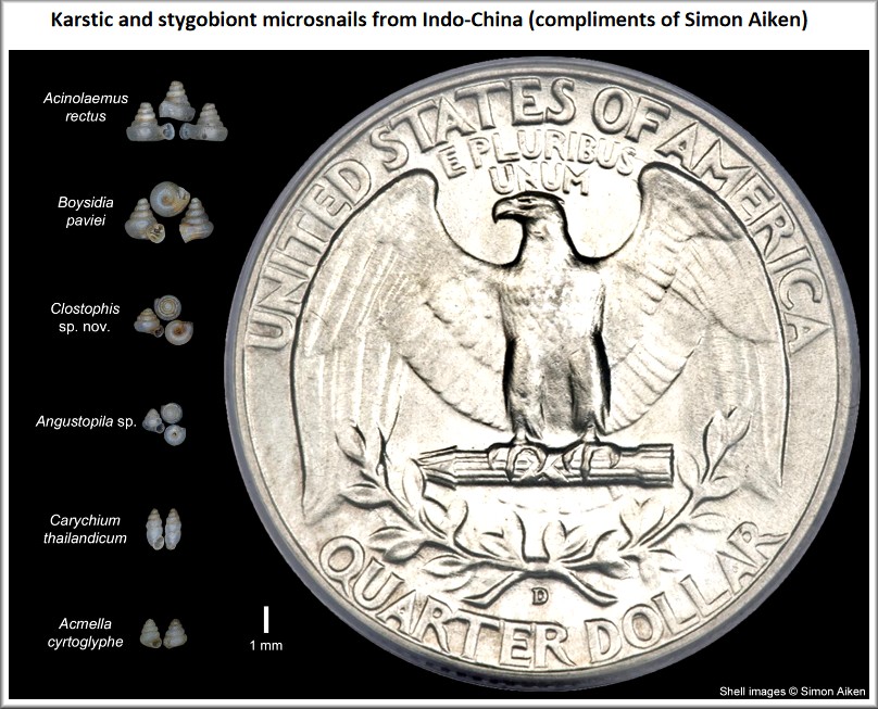 Karstic and stygobiont microsnails from Indo-China (compliments of Simon Aiken)