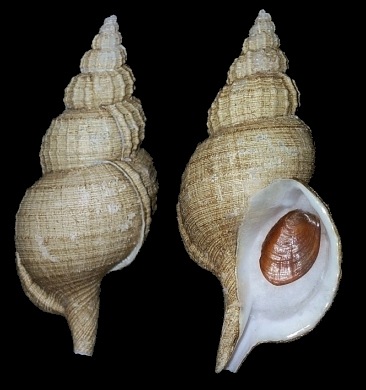 Fusitriton magellanicus murrayi (E. A. Smith, 1891)