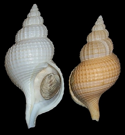 Fusitriton magellanicus retiolus (Hedley, 1914)