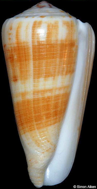 Conus magus Linnaeus, 1758