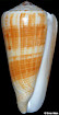 Conus magus Linnaeus, 1758