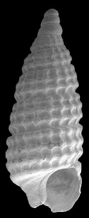 Cerithiopsis ophiura Olsson and Harbison, 1953 Fossil