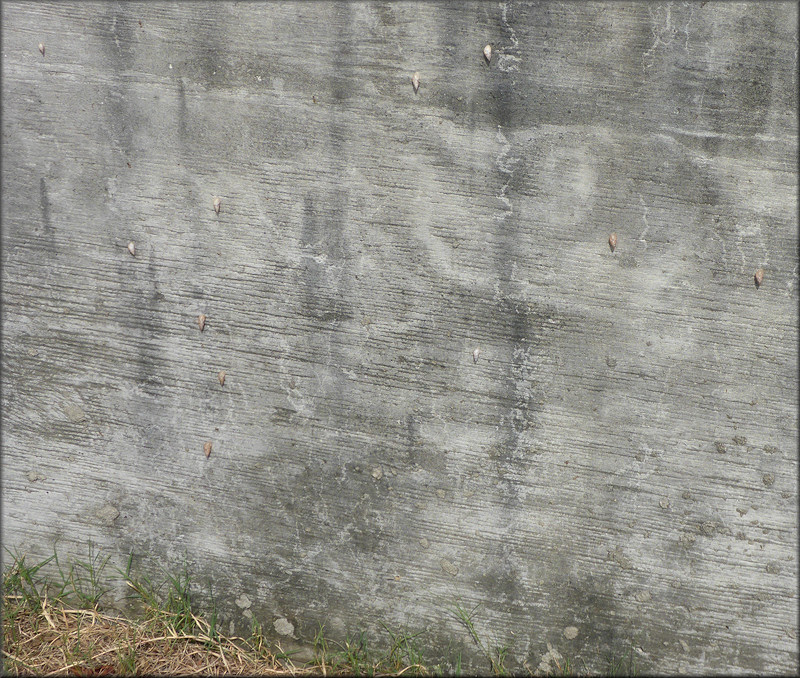 Bulimulus sporadicus On North Main Street At The 20th Street Expressway