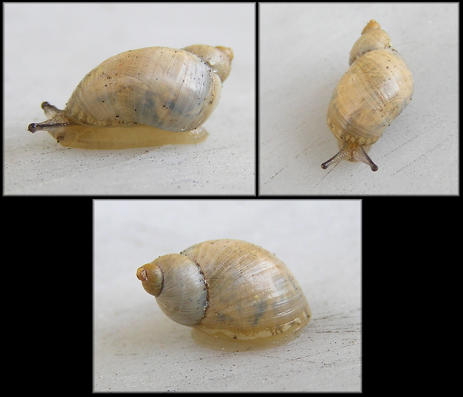 Succinea floridana Pilsbry, 1905 Florida Chalksnail ? Videos