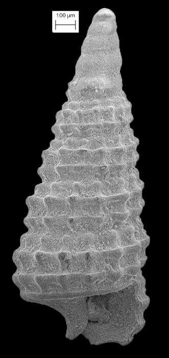 Cerithiopsis maisana Olsson and Harbison, 1953 Fossil