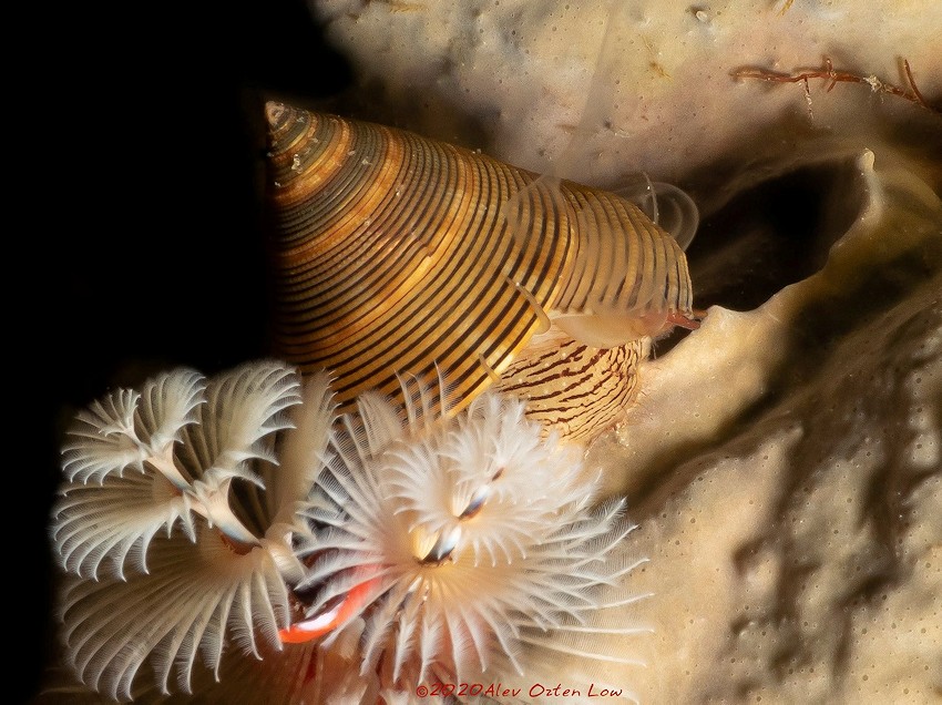 Calliostoma javanicum (Lamarck, 1822) Chocolate-line Topsnail Male Releasing Sperm