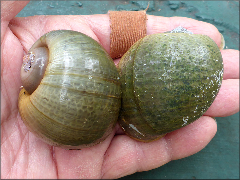 Pomacea canaliculata (Lamarck, 1822) Malleated Specimens From Cemetery Lake