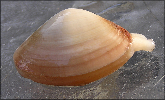 Spisula raveneli (Conrad, 1831) Southern Surfclam