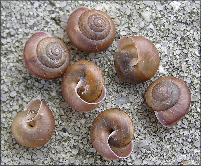 Bradybaena similaris (Frussac, 1821) Asian Tramp Snail