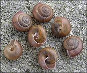 Bradybaena similaris (Frussac, 1821) Asian Tramp Snail