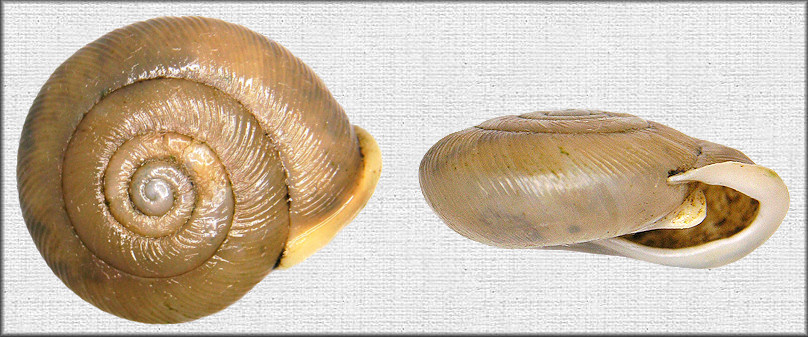 Patera appressa (Say, 1821) Flat Bladetooth