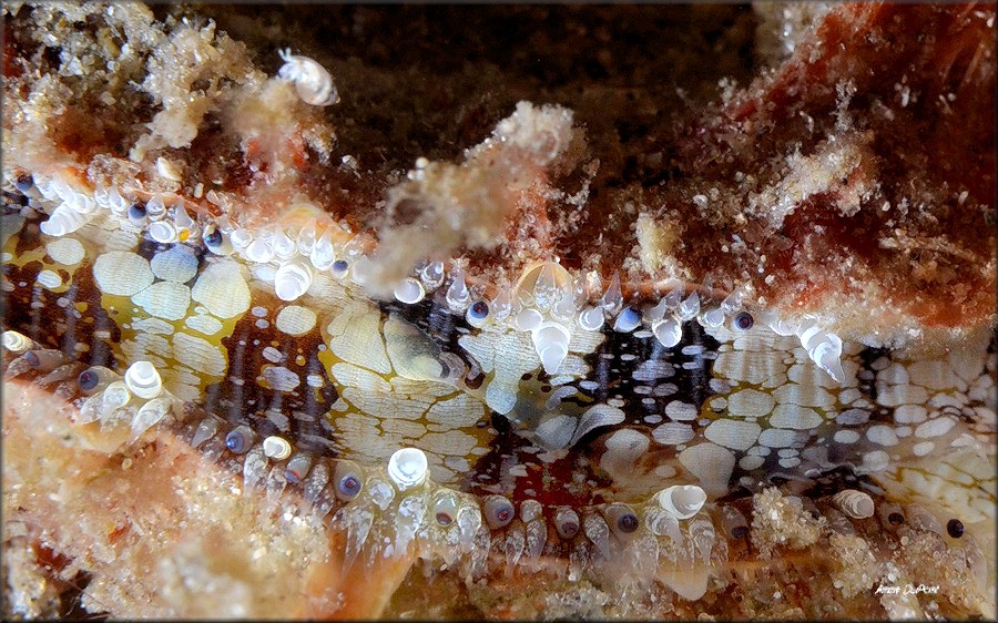 Spondylus americanus Hermann, 1781 Atlantic Thorny Oyster In Situ