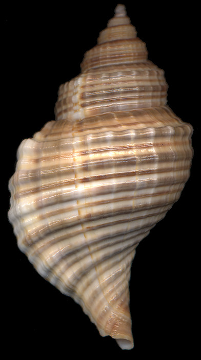 Linatella wiegmanni (Anton, 1838)