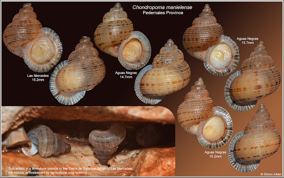 Chondropoma manielense Bartsch, 1946