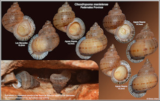 Chondropoma manielense Bartsch, 1946