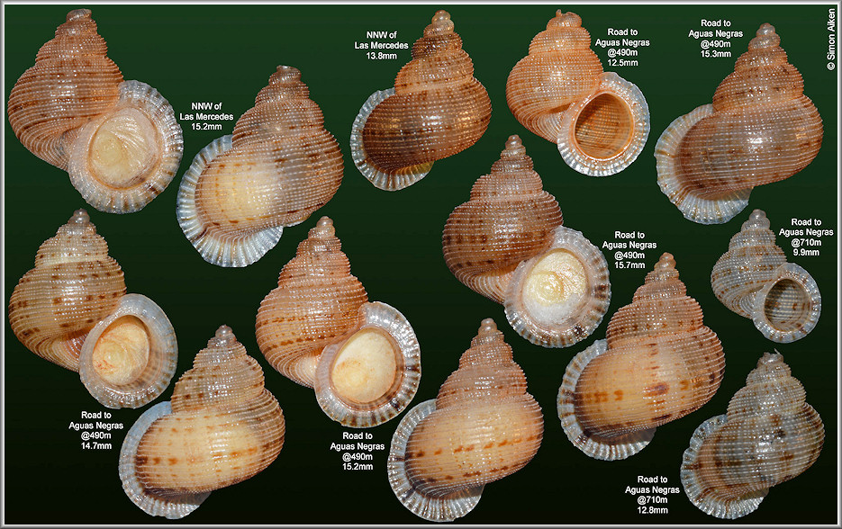 Chondropoma manielense Bartsch, 1946