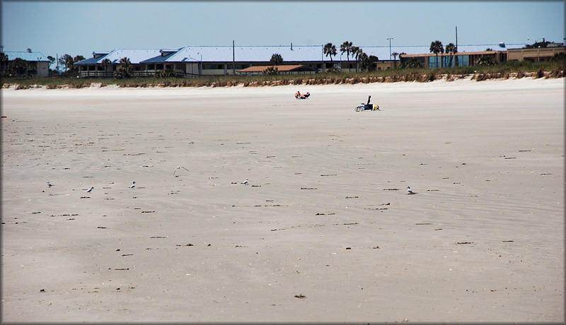 Some Of The Thousands Of Oliva sayana On The Beach At Mayport Naval Station