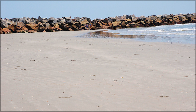 Some Of The Thousands Of Oliva sayana On The Beach At Mayport Naval Station