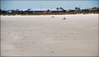 Some Of The Thousands Of Oliva sayana On The Beach At Mayport Naval Station