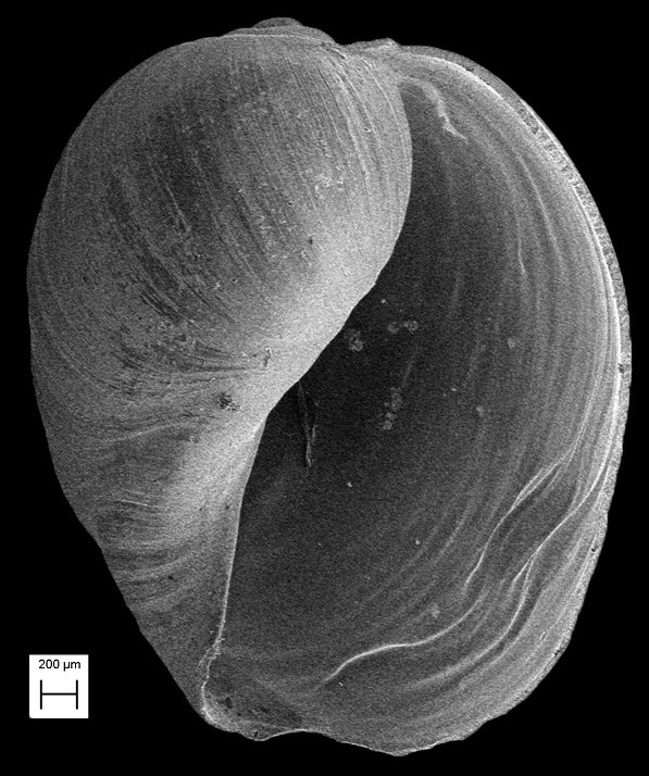 Siphocypraea carolinensis floridana (Mansfield, 1931)