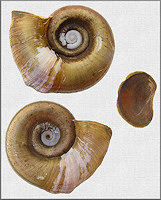 Marisa cornuarietis (Linnaeus, 1758) Giant Rams-horn