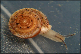 Polygyra cereolus (Mhlfeld, 1816) Southern Flatcoil