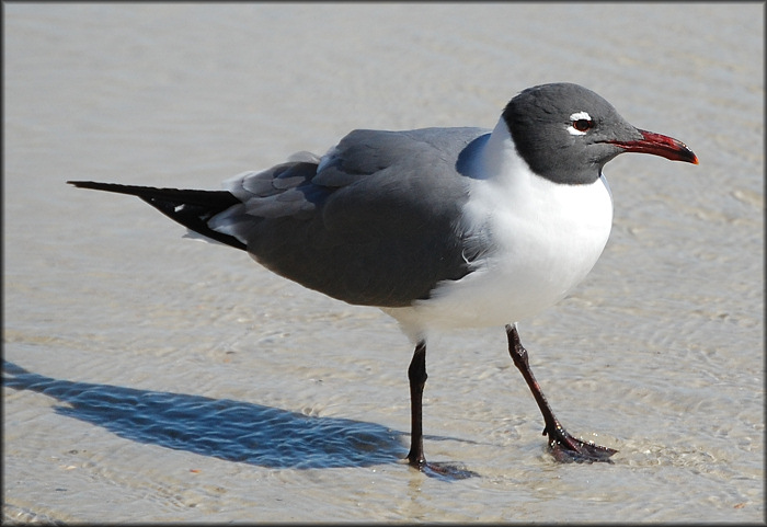 Larus atricilla Laughing Gull