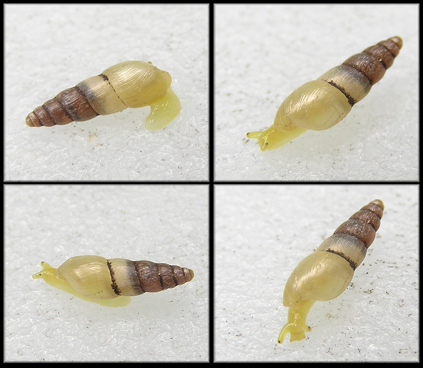 Allopeas mauritianum (L. Pfeiffer, 1852) Mauritian Awlsnail