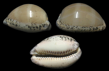 Luria cinerea (Gmelin, 1791) Atlantic Gray Cowrie