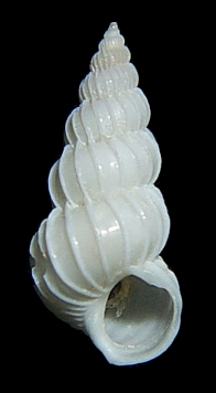 Epitonium sp. aff. worsfoldi Robertson, 1994