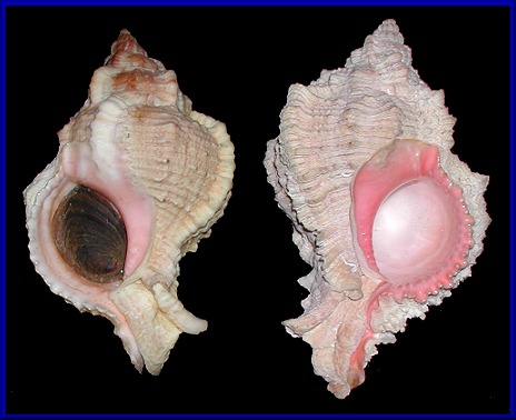 Chicoreus margaritensis (Abbott, 1958)