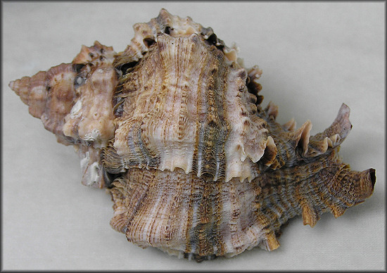 Chicoreus margaritensis (Abbott, 1958)