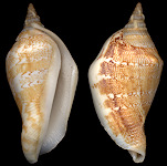 Margistrombus marginatus (Linnaeus, 1758)